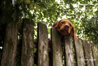 /album/fotogaleria/img-0184-masolata-jpg/